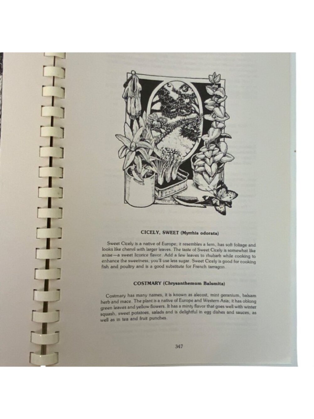 Fresh Ideas For Vegetable Cooking By Georgia Massie Signed Spiral-Bound 1985 - Picture 14 of 14